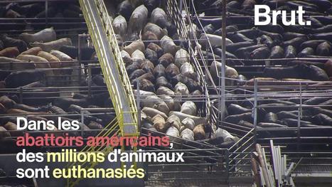 VIDEO. Des millions d'animaux euthanasiés dans des abattoirs américains à cause du Covid-19 | La Gazette des abattoirs | Scoop.it