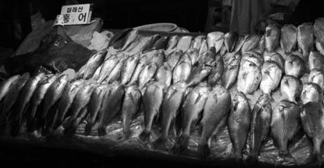 GRAIN | Affaires de gros poissons : qui sont les entreprises qui braconnent les océans? | HALIEUTIQUE MER ET LITTORAL | Scoop.it