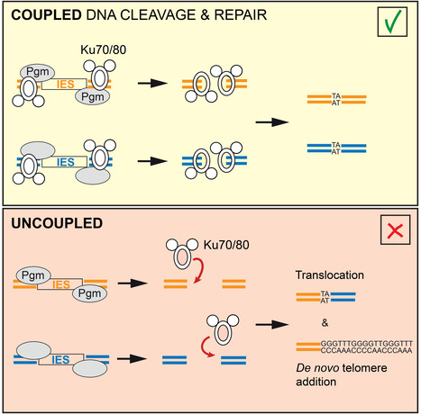 Uncoupling programmed DNA cleavage and repair scrambles the Paramecium somatic genome | I2BC Paris-Saclay | Scoop.it