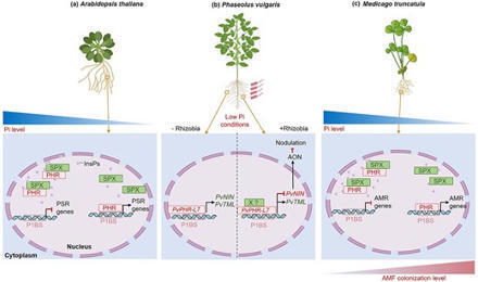 Nutrient-symbiosis cross talk links phosphate starvation signaling with nodulation control | Plant-Microbe Symbiosis | Scoop.it