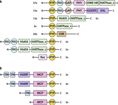 Functional insights into the photoactive yellow protein family from homologs, multidomain proteins, and inferred pyp operons | JBac | RMH | Scoop.it