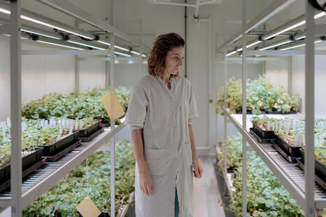 &laquo;&nbsp;Nouveaux OGM&nbsp;&raquo;&nbsp;: semenciers et s&eacute;lectionneurs de semences s&rsquo;inqui&egrave;tent d&rsquo;une possible brevetabilit&eacute; des plantes | EntomoScience | Scoop.it