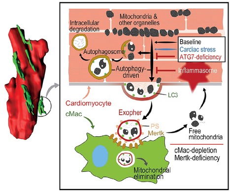Coup de cœur - Un réseau de macrophages responsable de l'homéostasie mitochondriale dans le cœur | Life Sciences Université Paris-Saclay | Scoop.it