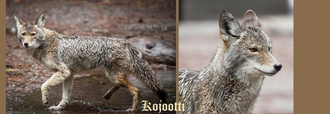 Kojootti | 1Uutiset - Lukemisen tähden | Scoop.it