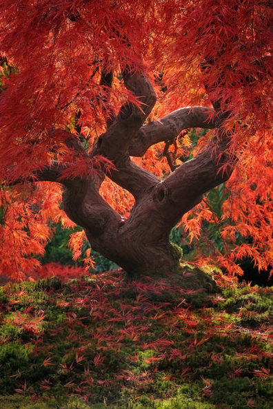 Japanese Maple Leaf Tree | 1001 Gardens ideas ! | Scoop.it