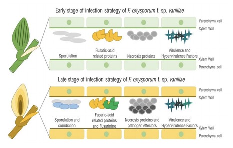 Preprints &bull; P&eacute;rez-L&oacute;pez Lab 2021 &bull; Understanding the Molecular Bases of the Endophytic/Pathogenic Behavior of Fusarium Oxysporum Interacting With Vanilla Planifolia | Originals | Scoop.it