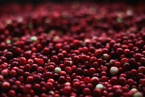 Great Reasons to Consume Cranberries All Year Long | Healthy Living | Health and Wellness Center - Elevate Christian Network | Scoop.it