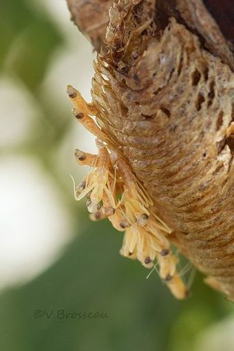 Naissance des mantes religieuses | Variétés entomologiques | Scoop.it