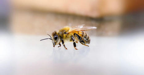 &laquo; Les abeilles sont en premi&egrave;re ligne dans l&rsquo;effondrement de la biodiversit&eacute; &raquo; | EntomoScience | Scoop.it