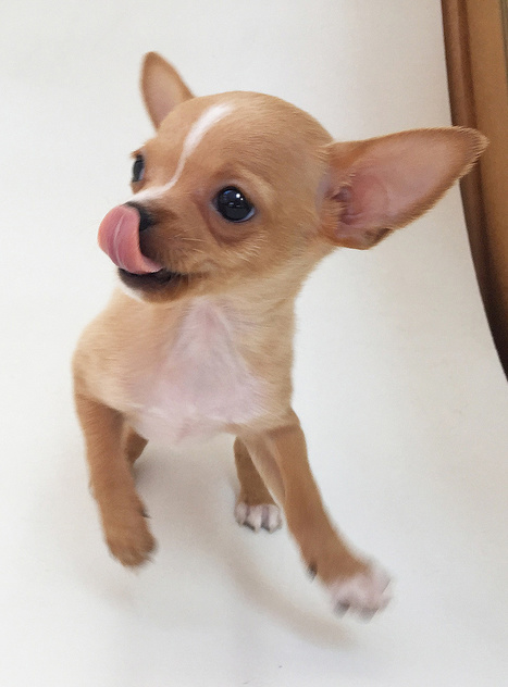 apple chihuahua for sale