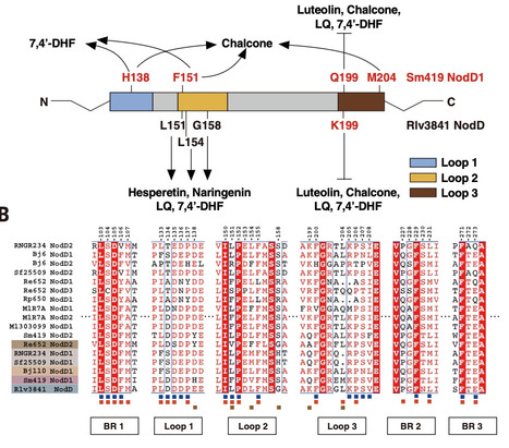 The molecular basis of the binding and specific activation of rhizobial NodD by flavonoids | sci | RMH | Scoop.it