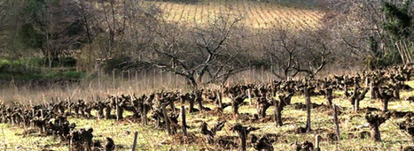 L'agroforesterie appliquée à la viticulture, ça marche ! | Economie Responsable et Consommation Collaborative | Scoop.it