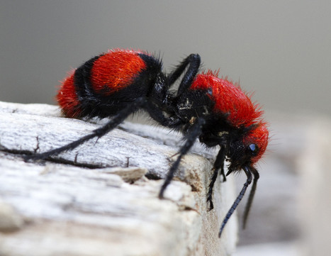 Une guêpe parasitoïde d'Amérique du Nord | Variétés entomologiques | Scoop.it