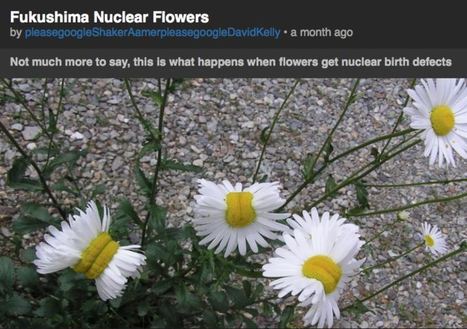 How to NOT Get Duped By Fake News | Digital Literacy in the Library | Scoop.it