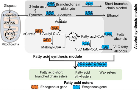 Engineering Rhodotorula toruloides as a platform organism for de novo synthesis of fatty-acid esters | Ncm | RMH | Scoop.it