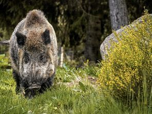 Face aux chocs &agrave; r&eacute;p&eacute;tition avec les animaux, une voie sp&eacute;ciale pour nettoyer et r&eacute;parer les trains normands | Big Data in Business | Scoop.it