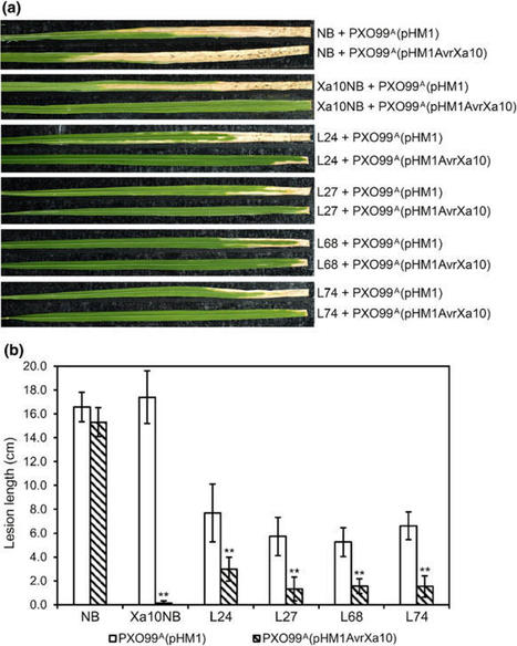 TAL effector-dependent Bax gene expression in transgenic rice confers disease resistance to Xanthomonas oryzae pv. oryzae - Transgenic Research | TAL effector science | Scoop.it