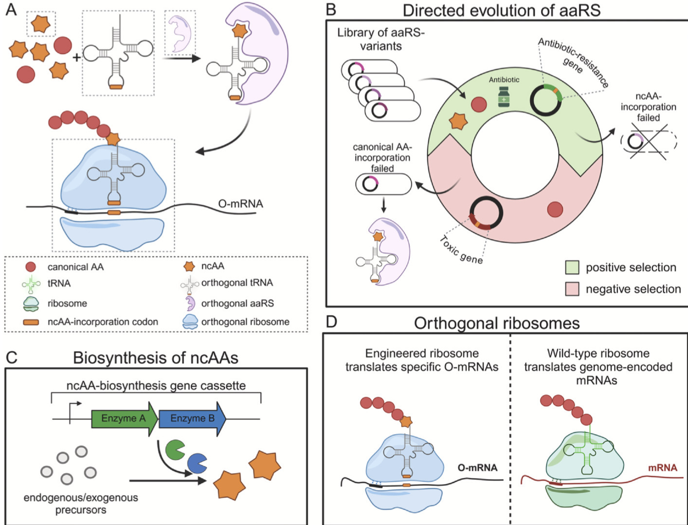 Engineering of the genetic code | CiB | RMH