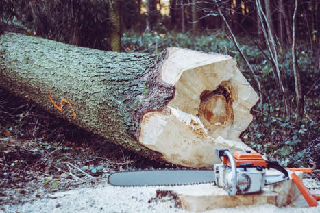 Le #bois-#énergie : l’arbre qui cache la forêt | Energies renouvelables | Scoop.it