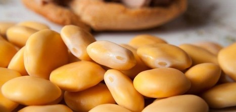 La farine de lupin est-elle calorique ? - Regimea.com | Protéines végétales | Scoop.it