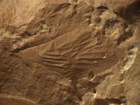 Dans l'ombre des géants du Carbonifère : les plus anciens représentants des insectes modernes découverts dans un terril du nord de la France | EntomoNews | Scoop.it