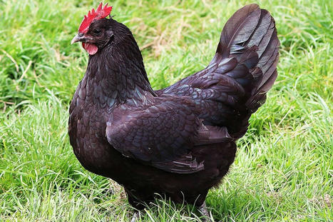 Frelon asiatique : la poule noire de Janzé « n'est pas un remède miracle » sauf dans certaines conditions | Les Colocs du jardin | Scoop.it