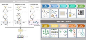 A comparative review of DNA assembly strategies: From traditional to modern | RMH | Scoop.it