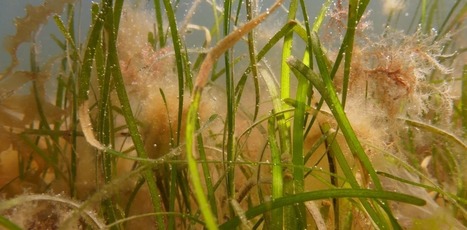 How underwater gardening can rewild the Atlantic Ocean | Coastal Restoration | Scoop.it