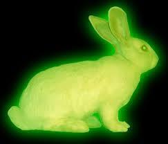 Germline transgenesis in rabbits by pronuclear ...