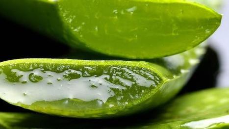 Aloe vera : à consommer avec précaution ! | Toxique, soyons vigilant ! | Scoop.it