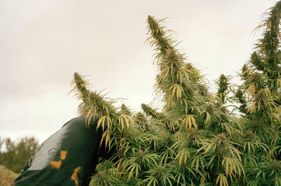 On a California Farm Where Marijuana Grows | Best of Photojournalism | Scoop.it