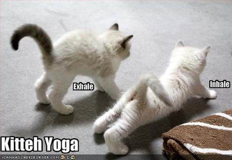 Kitteh Yoga - Cheezburger.com | Lolcats | Scoop.it