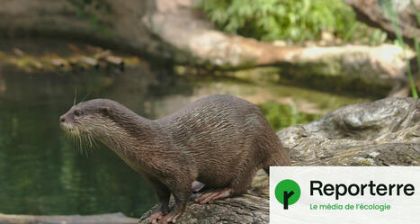 La loutre fait un retour spectaculaire en France | Biodiversité - @ZEHUB on Twitter | Scoop.it