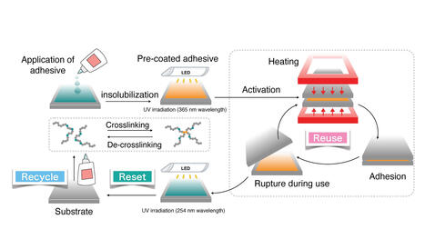 Renewable adhesive may offer an effective means of adhesion underwater | Biomimicry 3.8 | Scoop.it