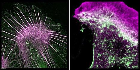 New way for scientists to see inside individual cells and study how they move inside the human body | Amazing Science | Scoop.it