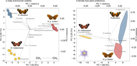 Un croisement très inhabituel entre deux papillons a donné naissance à une autre espèce | EntomoScience | Scoop.it
