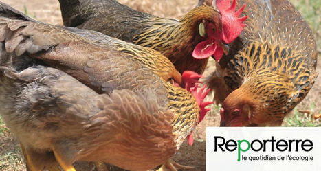 Avec les pénuries, des poules nourries aux OGM | Toxique, soyons vigilant ! | Scoop.it