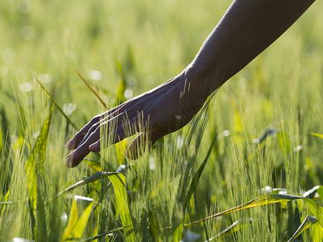 Transition agricole : une BD pour la comprendre | Life Sciences Universit&eacute; Paris-Saclay | Scoop.it