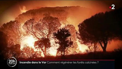 Environnement : comment se régénère la nature après un incendie ? | Biodiversité | Scoop.it