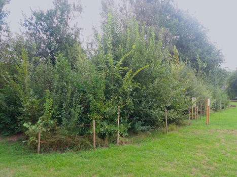 Dijon : la Ville plante 27 000 arbres sur le terrain des Verriers. | Veille UrbaLyon : Santé environnementale & bienfaits du végétal | Scoop.it
