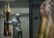 Mis en cause dans le scandale du cheval, un abattoir roumain se défend | La Gazette des abattoirs | Scoop.it