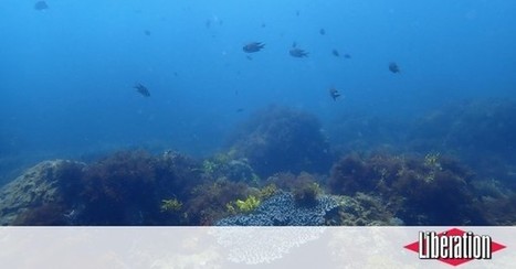 CO2, la mer défoncée à l'acide - Libération | Biodiversité | Scoop.it