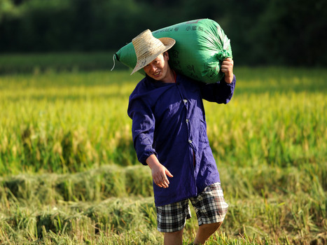 Wasted Food Around The World Takes Heavy Toll On Environment | Stage 5 Sustainable Biomes | Scoop.it