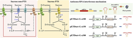 Improvement of d-Allulose Synthesis from Sucrose through Dual PTS-Dependent Transport in Engineered Escherichia coli | acs | RMH | Scoop.it