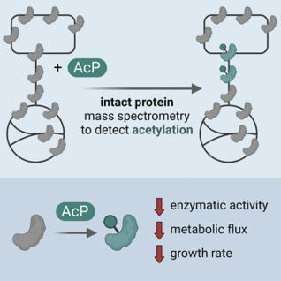 Non-enzymatic acetylation inhibits glycolytic e...