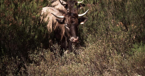 Jadis condamn&eacute;es, elles sont de retour&nbsp;: l&rsquo;&eacute;tonnant destin des petites races bovines | Vall&eacute;es d'Aure & Louron - Pyr&eacute;n&eacute;es | Scoop.it