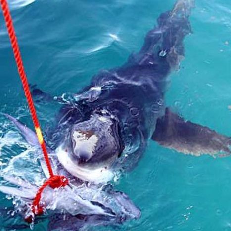 Shark baiting criticised as risk for ocean users | Soggy Science | Scoop.it