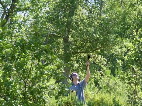 Nuit et jour, les cigales chantent cet été | Variétés entomologiques | Scoop.it