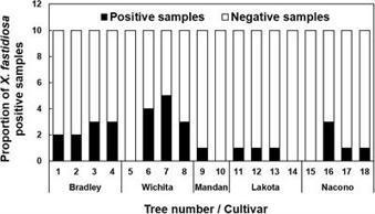 Frontiers | Evidence for Seed Transmission of Xylella fastidiosa in Pecan (Carya illinoinensis) | Plant Science | Xanthomonadaceae plant diseases | Scoop.it