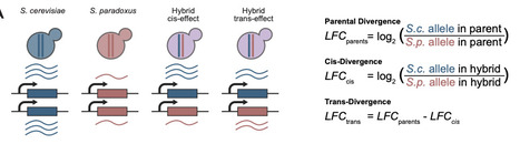 Gene expression is stable despite widespread cis and trans regulatory divergence in Saccharomyces yeasts | brvsys | RMH | Scoop.it